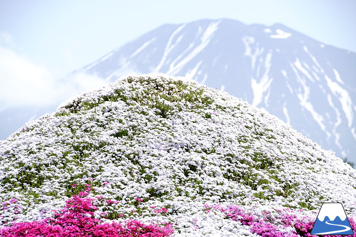 倶知安旭ヶ丘スキー場と三島さん家の芝桜の丘。